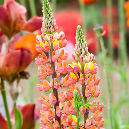 Lupinus Gallery Blue 